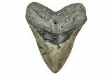Fossil Megalodon Tooth - North Carolina #349357-1